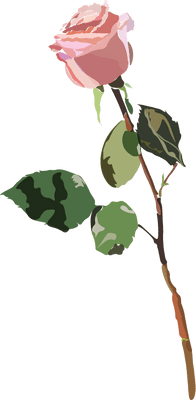 Image of a rose